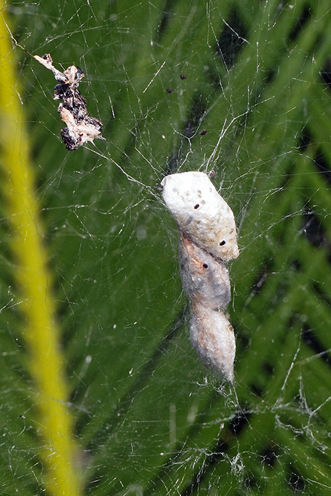 Cyrtophora citricola - Taggia (IM)